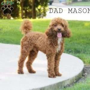Franklin, Cavapoo Puppy